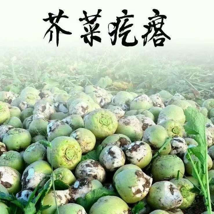 山西芥菜疙瘩大头菜农家菜辣疙瘩新鲜咸菜头腌咸菜丝便宜现摘现发