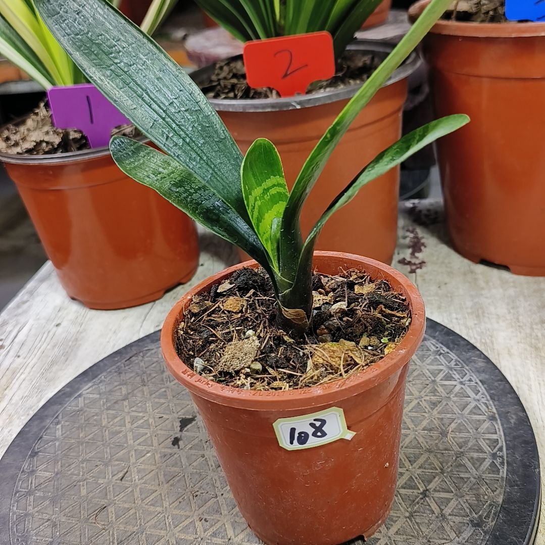 龙***哥完全开放君子兰默认108