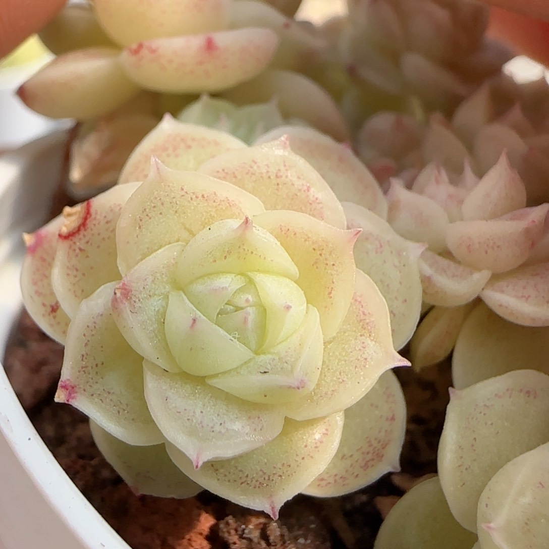 P****e【闪购商品】0217-96（ttp-93）