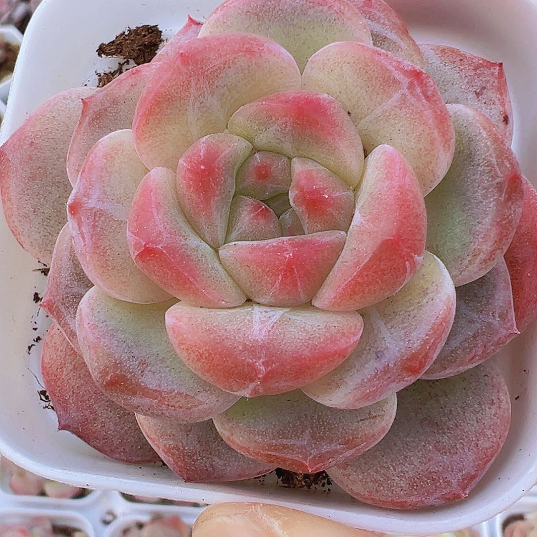 状态黛玉冰魄19包邮多肉