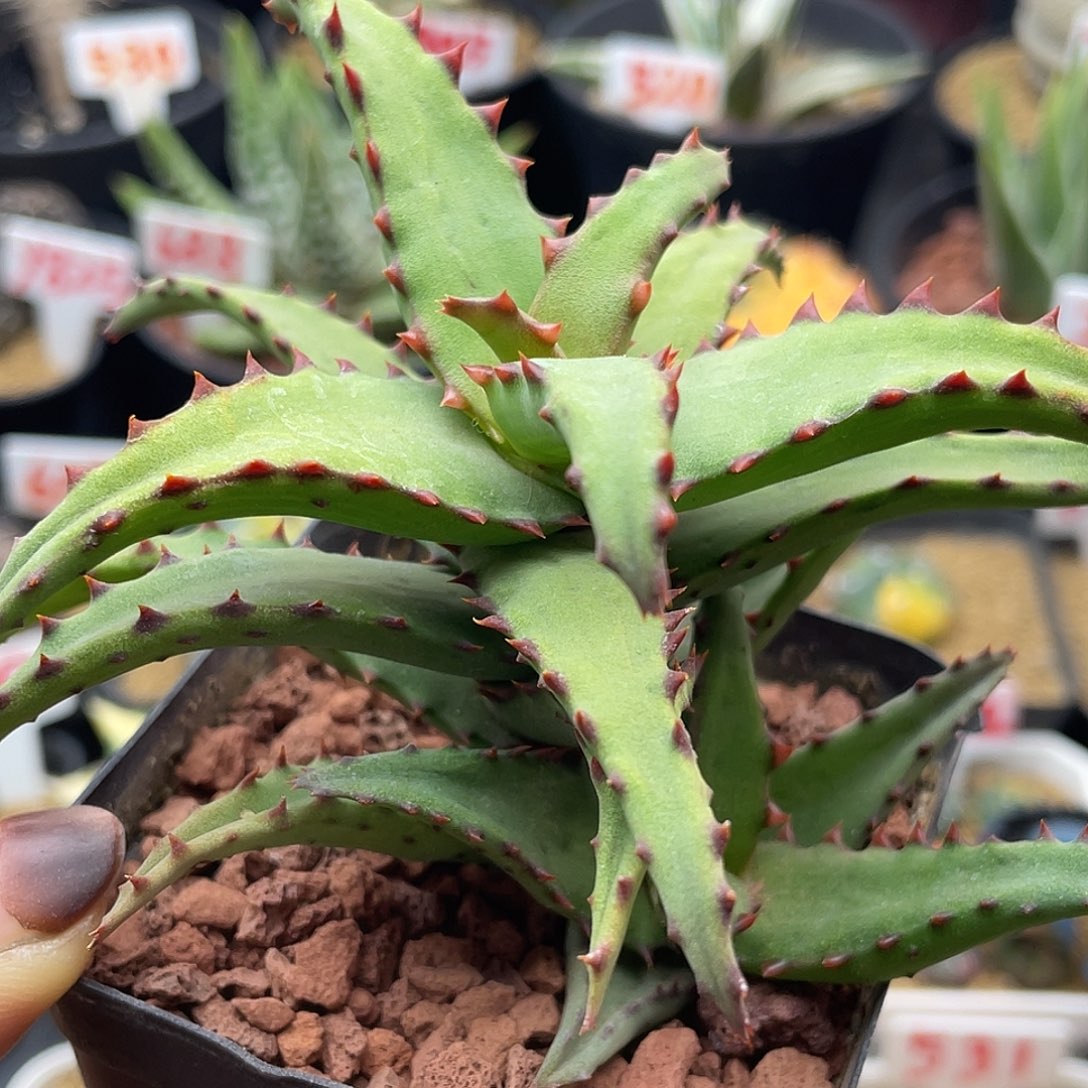 老桩卡萨帝芦荟仙人球多肉