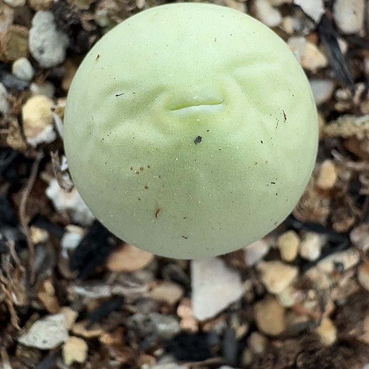 老马生石花鸽子蛋1802