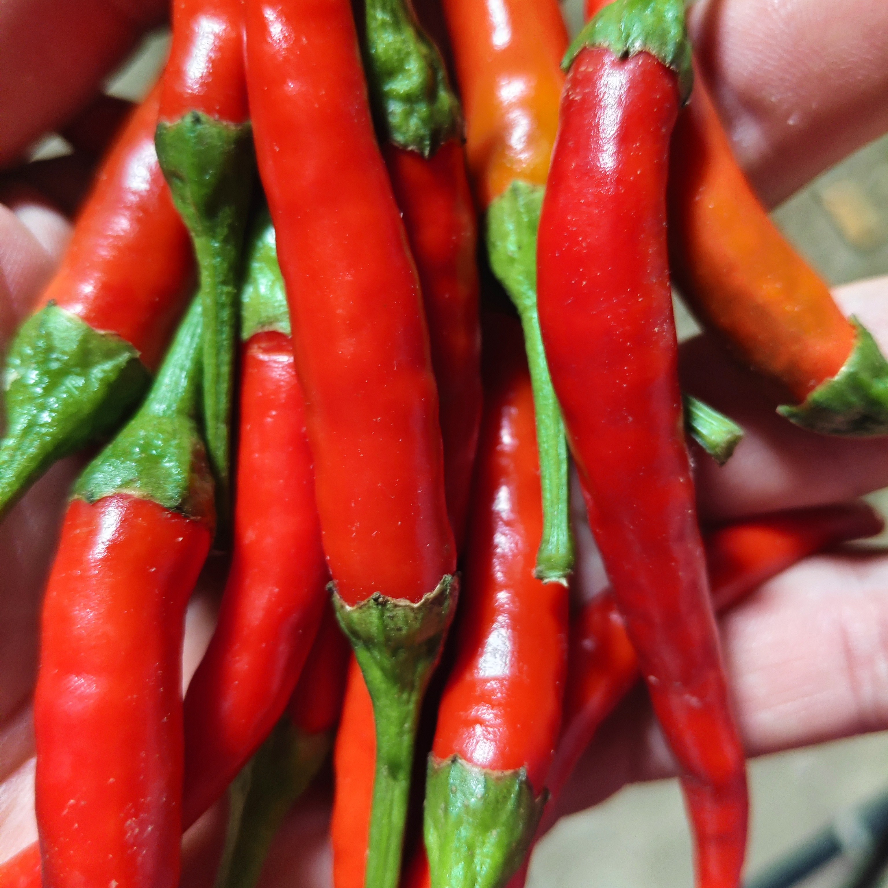 直播4新鲜小米辣现摘特辣朝天椒辣椒炒菜尖椒批发薄皮特辣