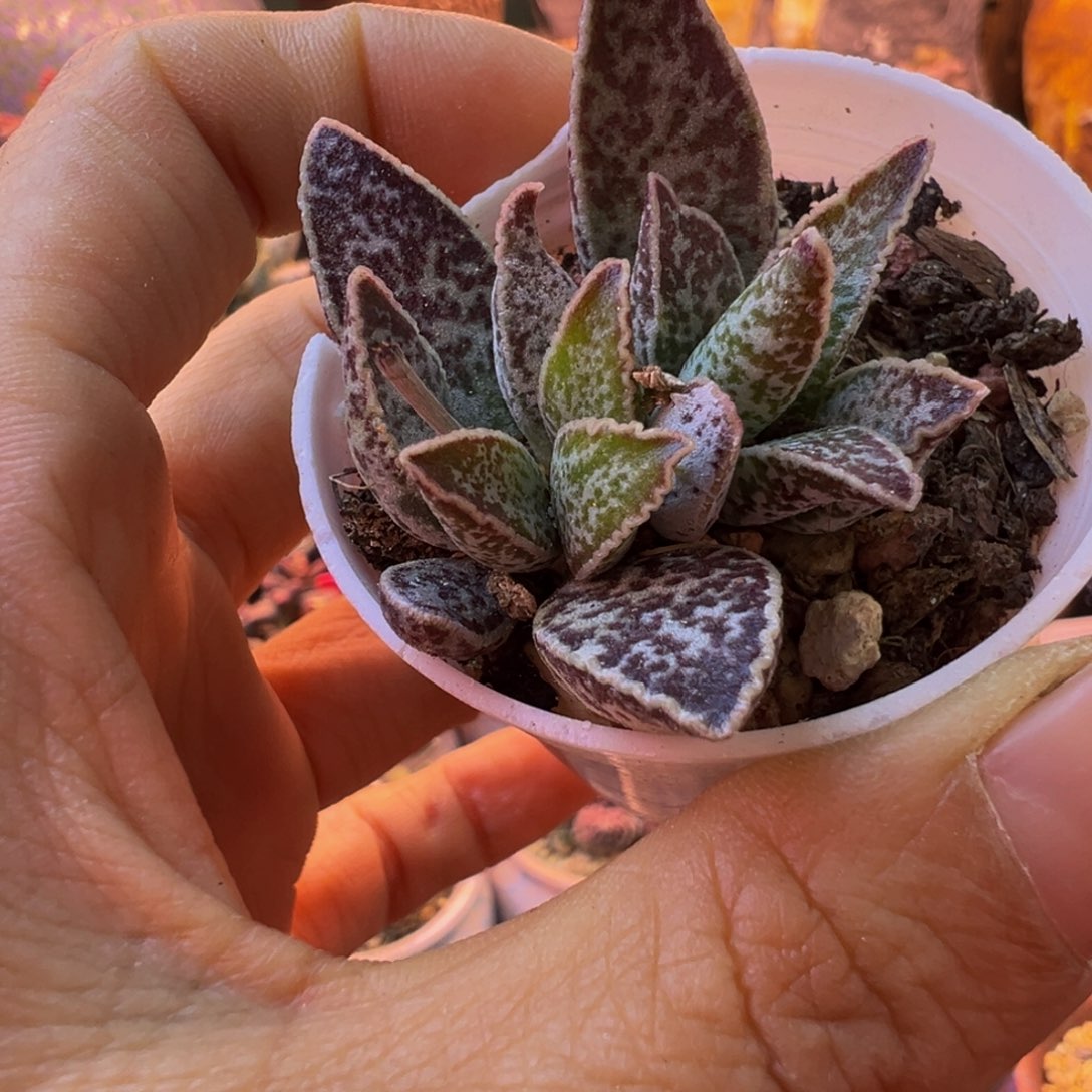 8***5有一个换了这个#嗯嗯