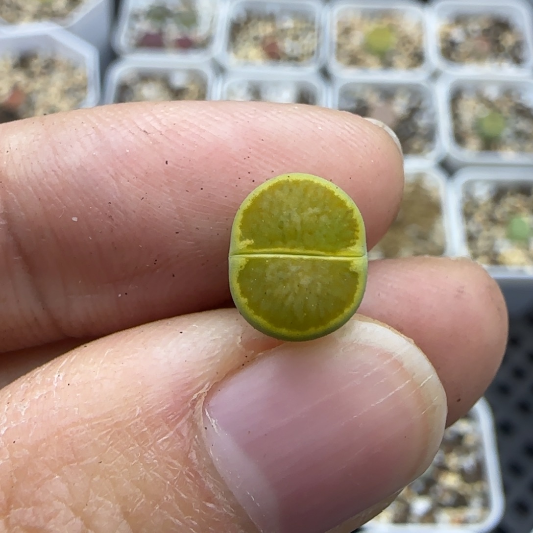 899 清框福利30包邮