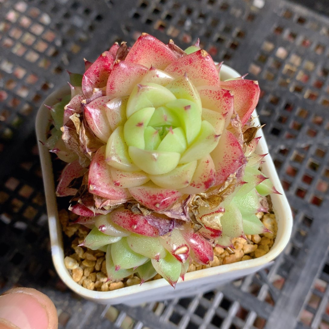 0314-53 麦杆优选