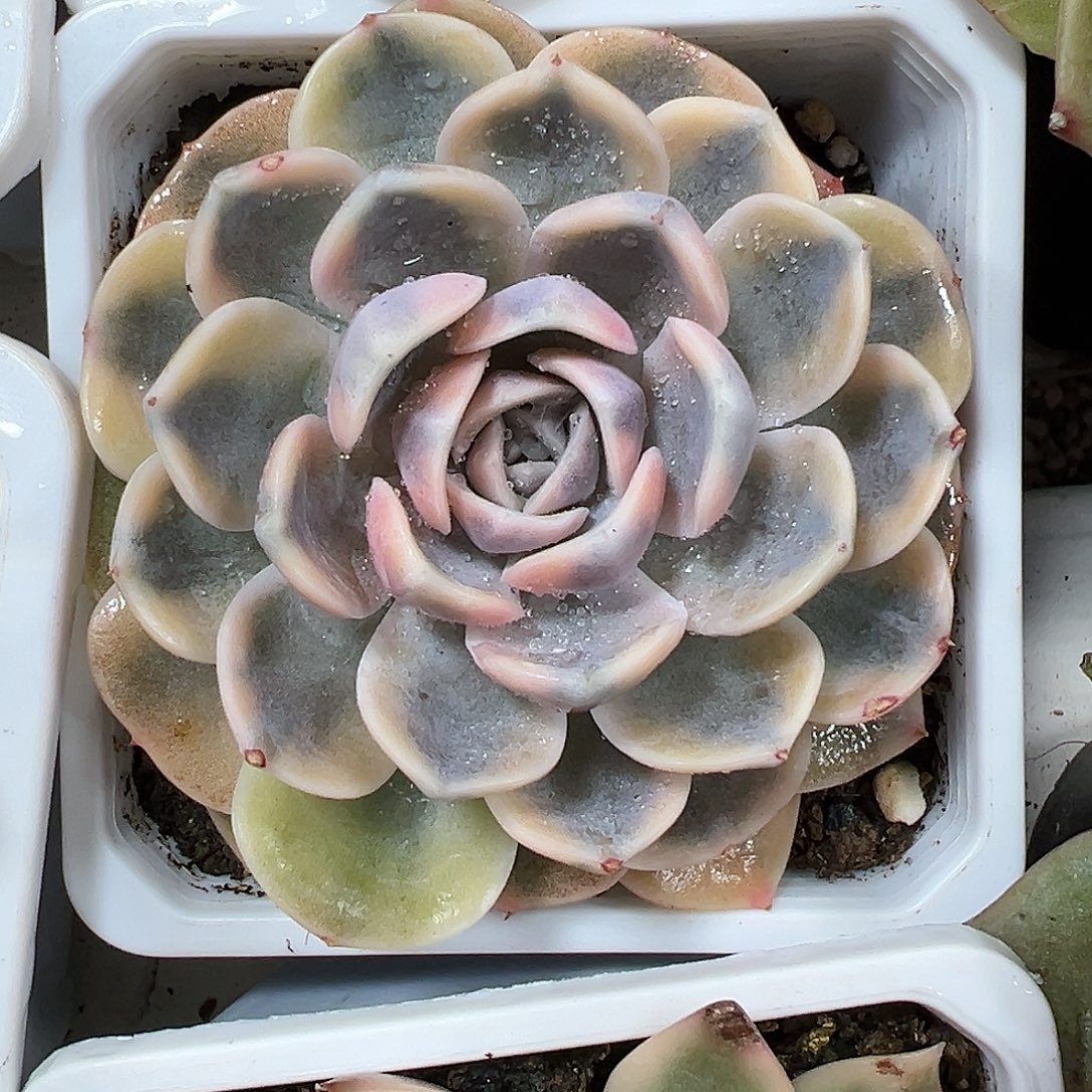 汉堡锦多肉植物锦