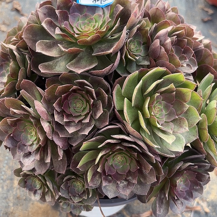 黑魔花脸多肉法师不包损55