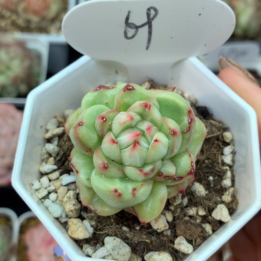 珍妮石化锦单头69