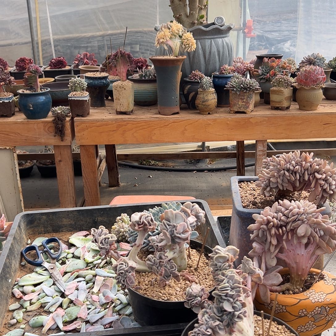 用***4多肉植物实物直播实物31