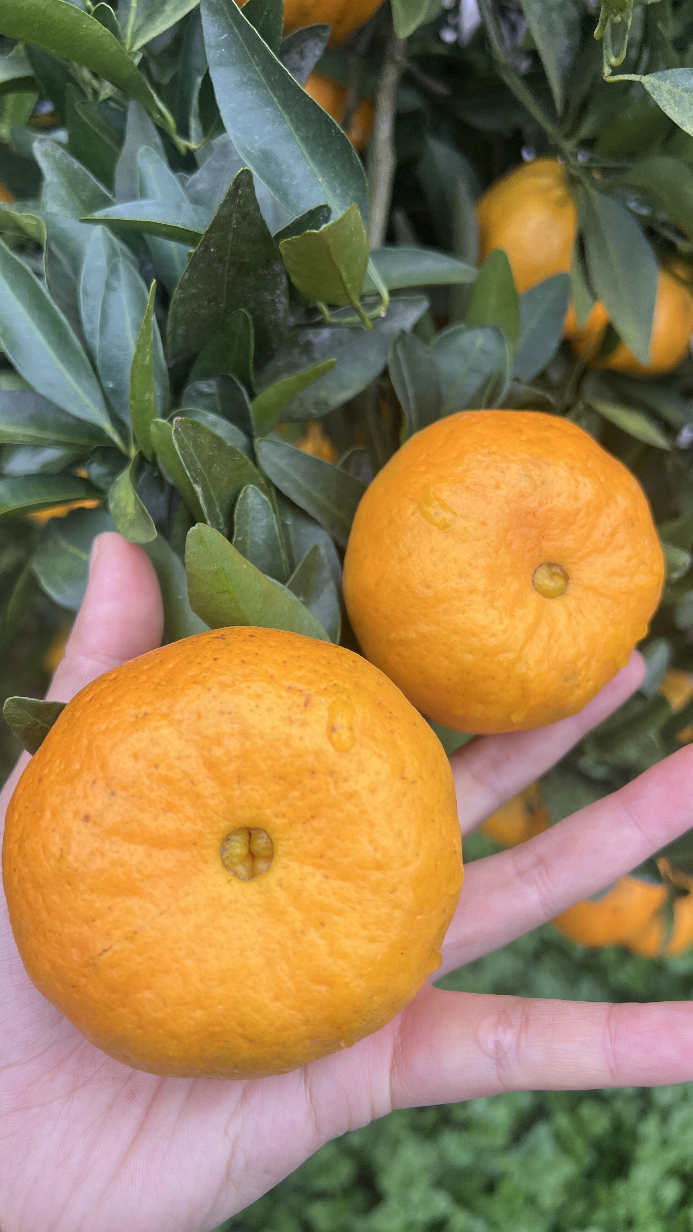 农家椪柑，汁水充足《代买慎拍》