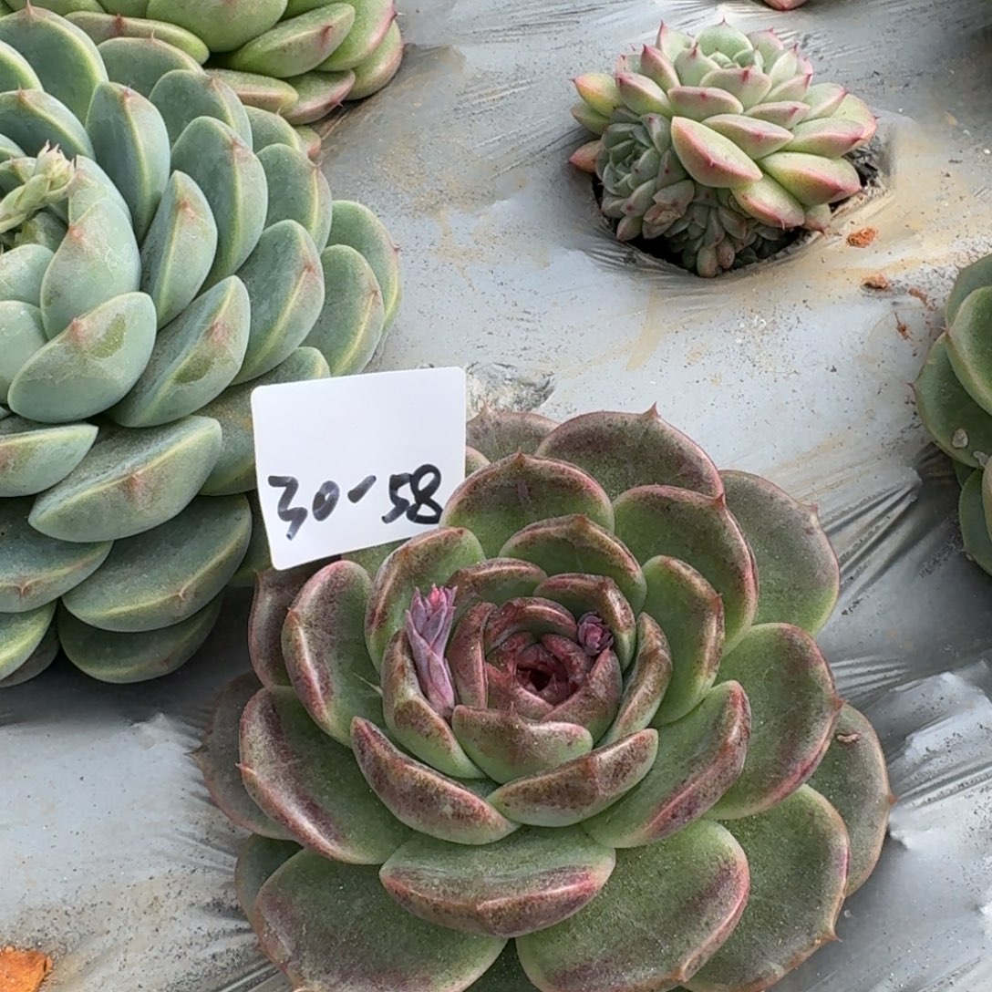 麦秆一颗一物一拍30-59