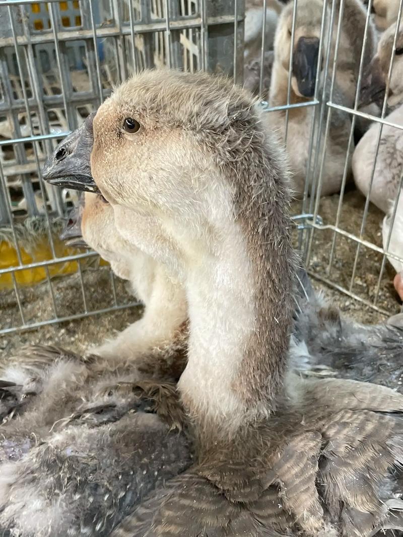 正宗特大种狮头鹅8斤左右顺丰包邮