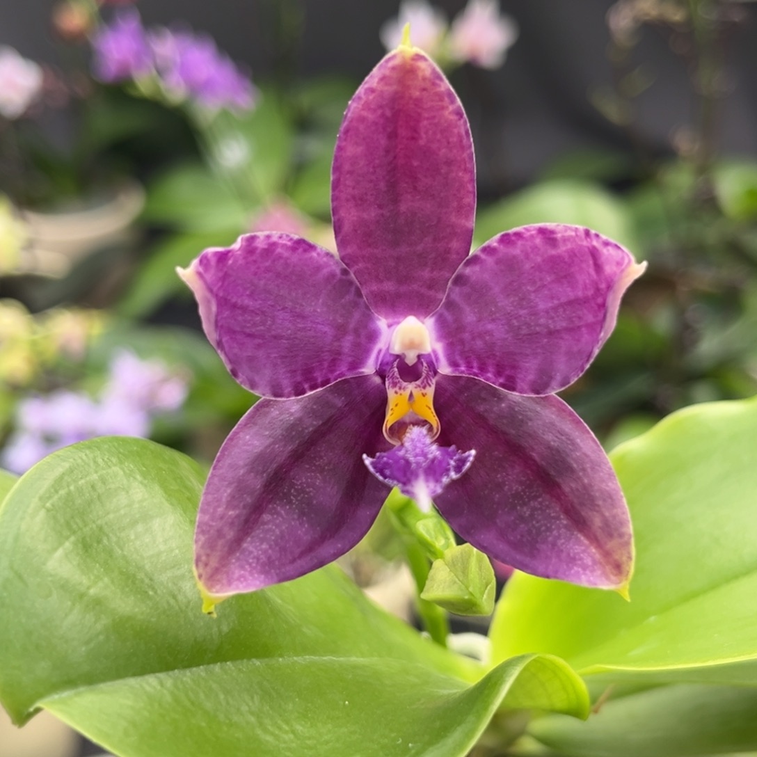 完全开放2.5寸39开花株