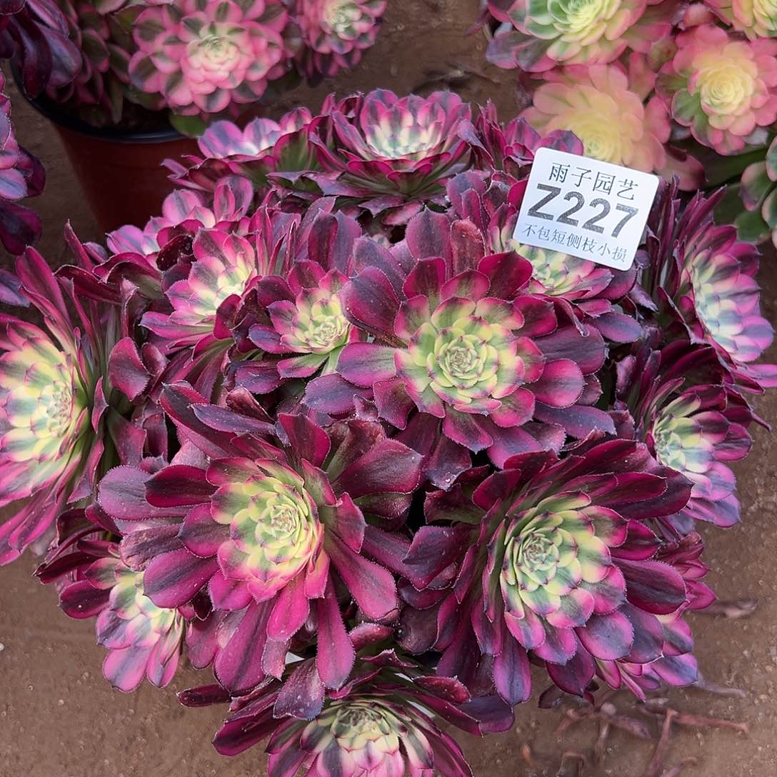 227维娜斯尺寸28左右