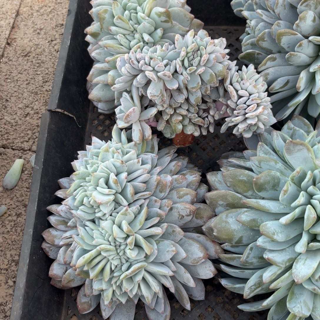 柒***节糖心雪天使3棵1111