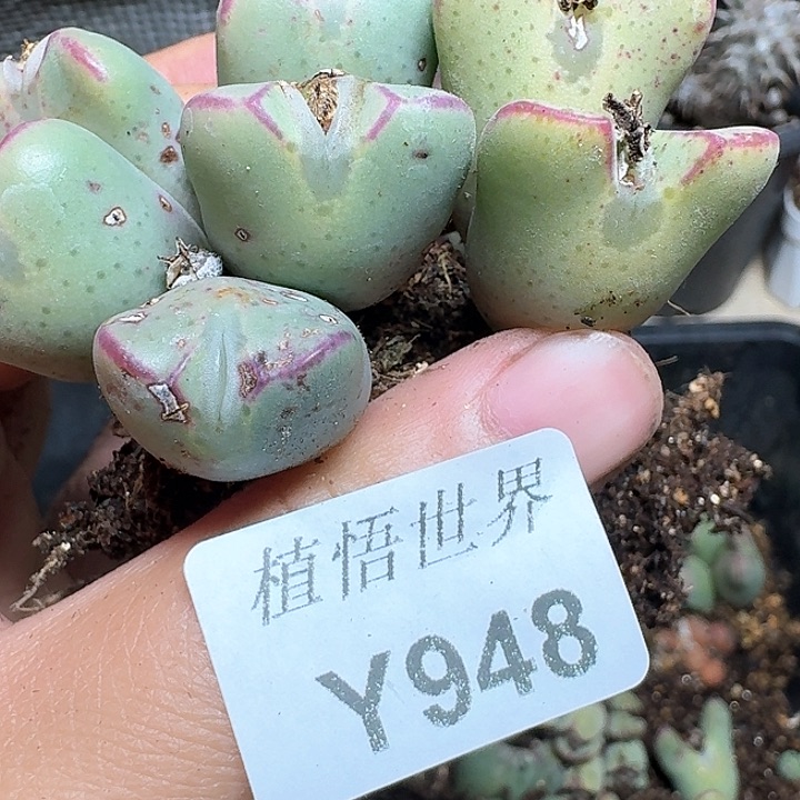 948盒多肉植物哇c f