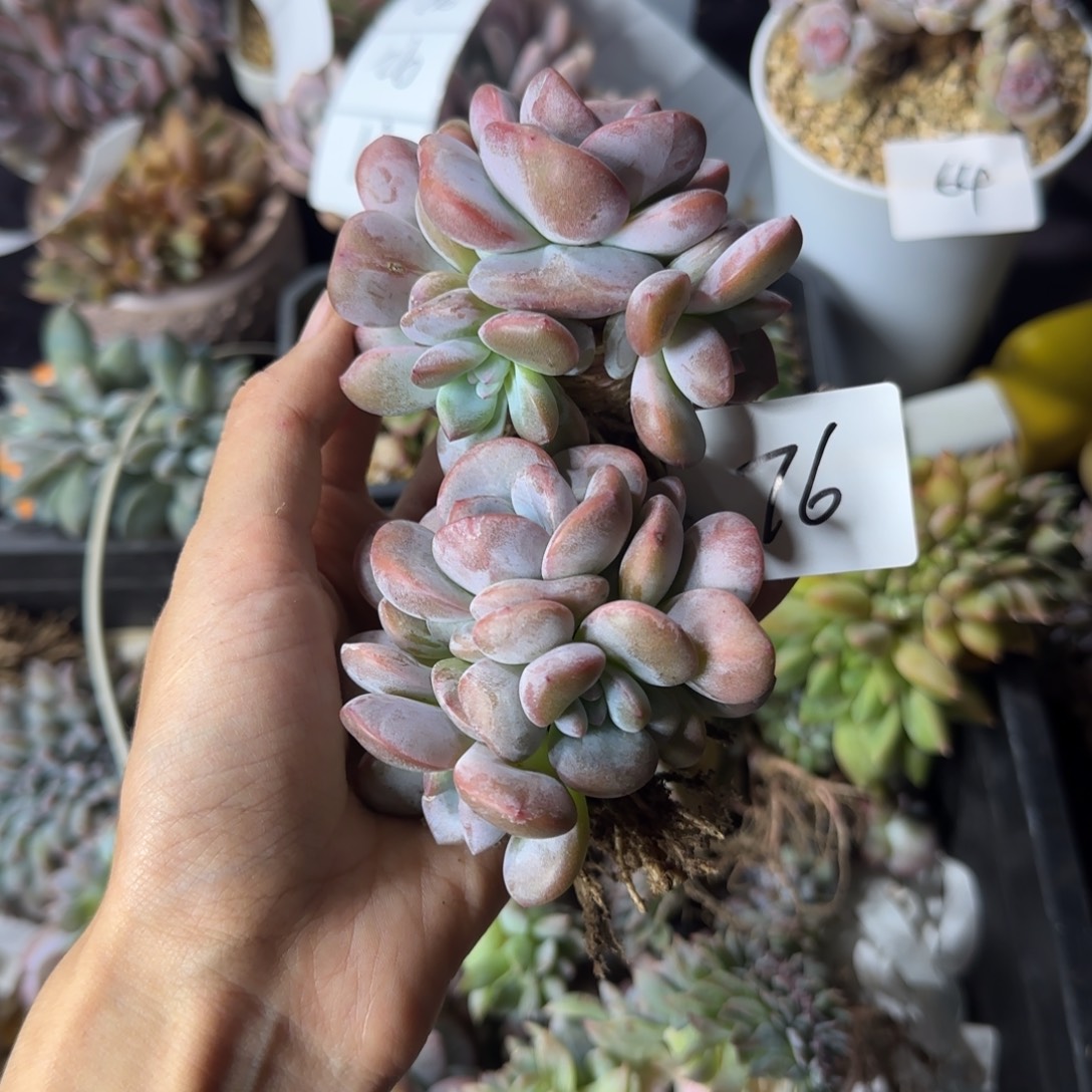 阿****两颗星影一物一拍76