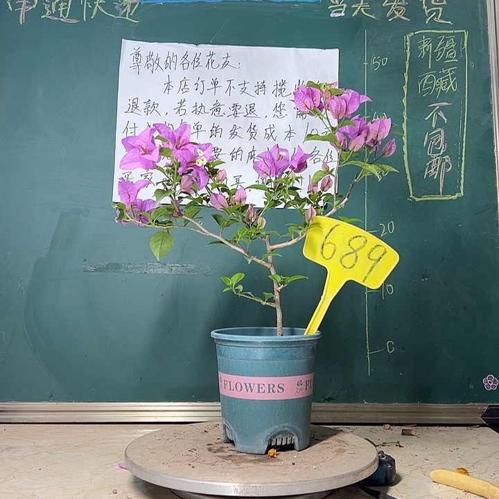 当前无花栽培后可以开花 巴西紫  689