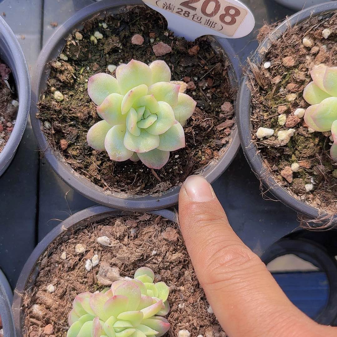 D208泡泡纱裙一物一拍多肉