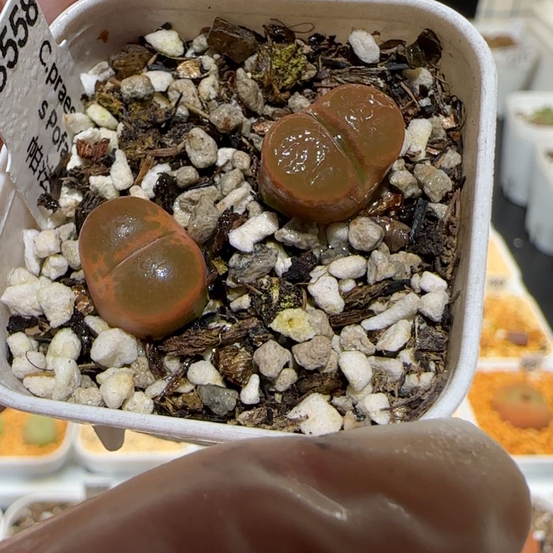 肉锥多肉植物百科2-帕法德1689