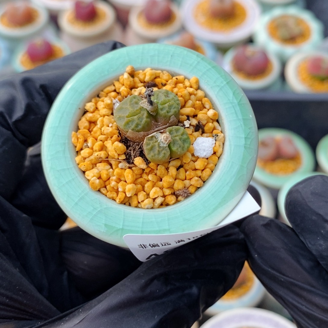 4887-一物一拍 带盆