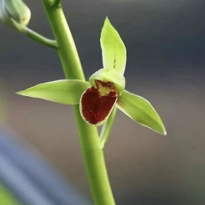 【红婵】墨兰红舌，浓香兰花室内绿植盆栽花卉