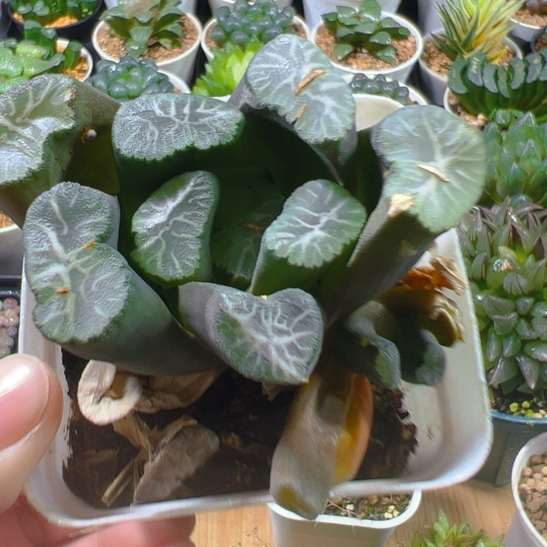 丽人万象多肉多肉多肉1