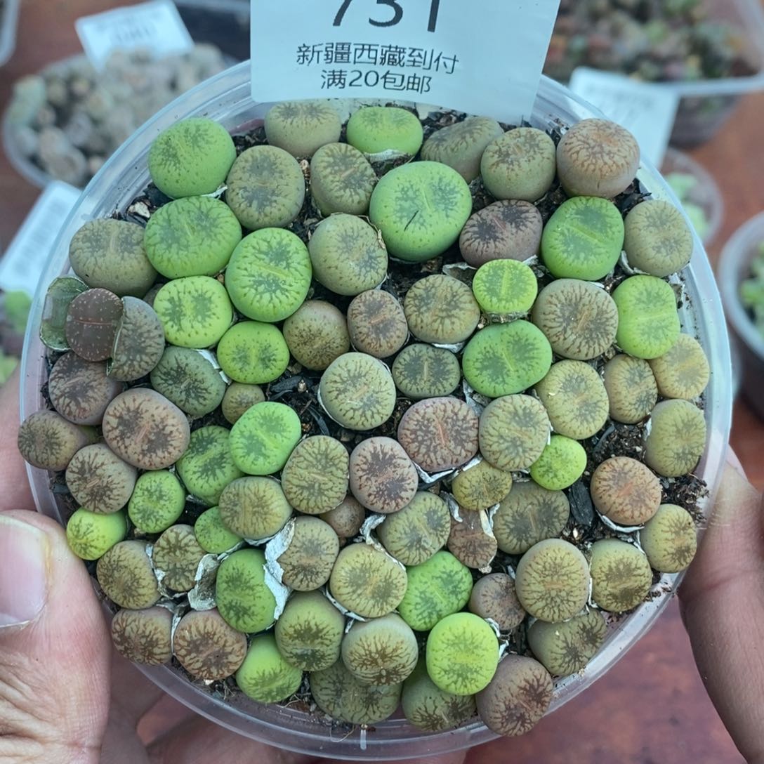 多肉蛋炒饭感谢您相伴731