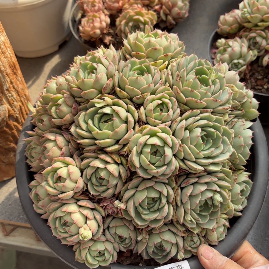 同温层多肉笨吧131