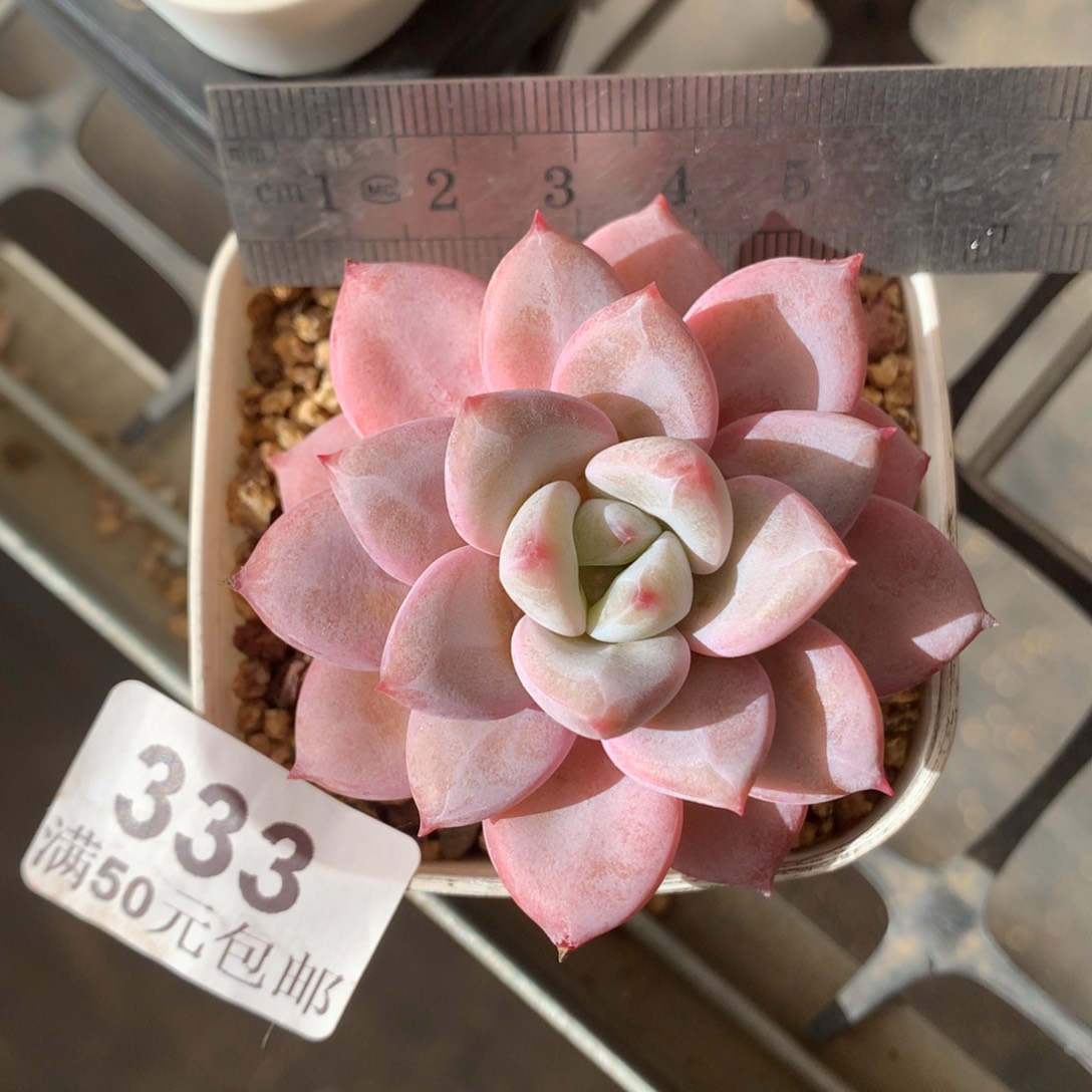 333。星星雪。老桩。