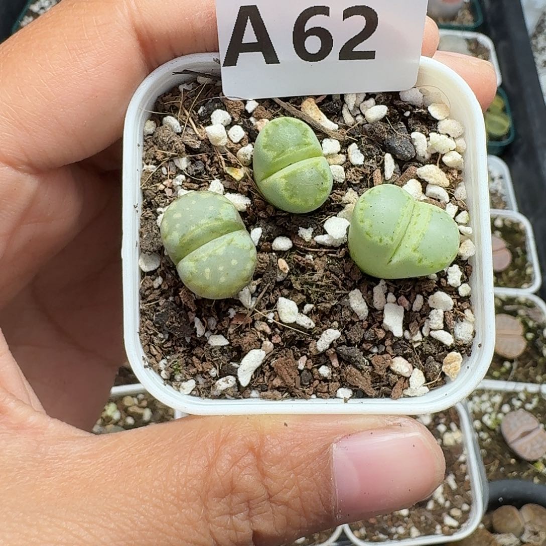 绘***绘62多肉植物多肉植物