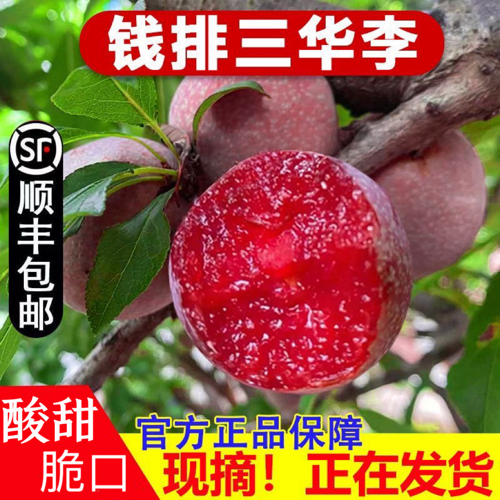 【特大果礼盒装】钱排银妃三华李红心李酸甜脆口3/5斤