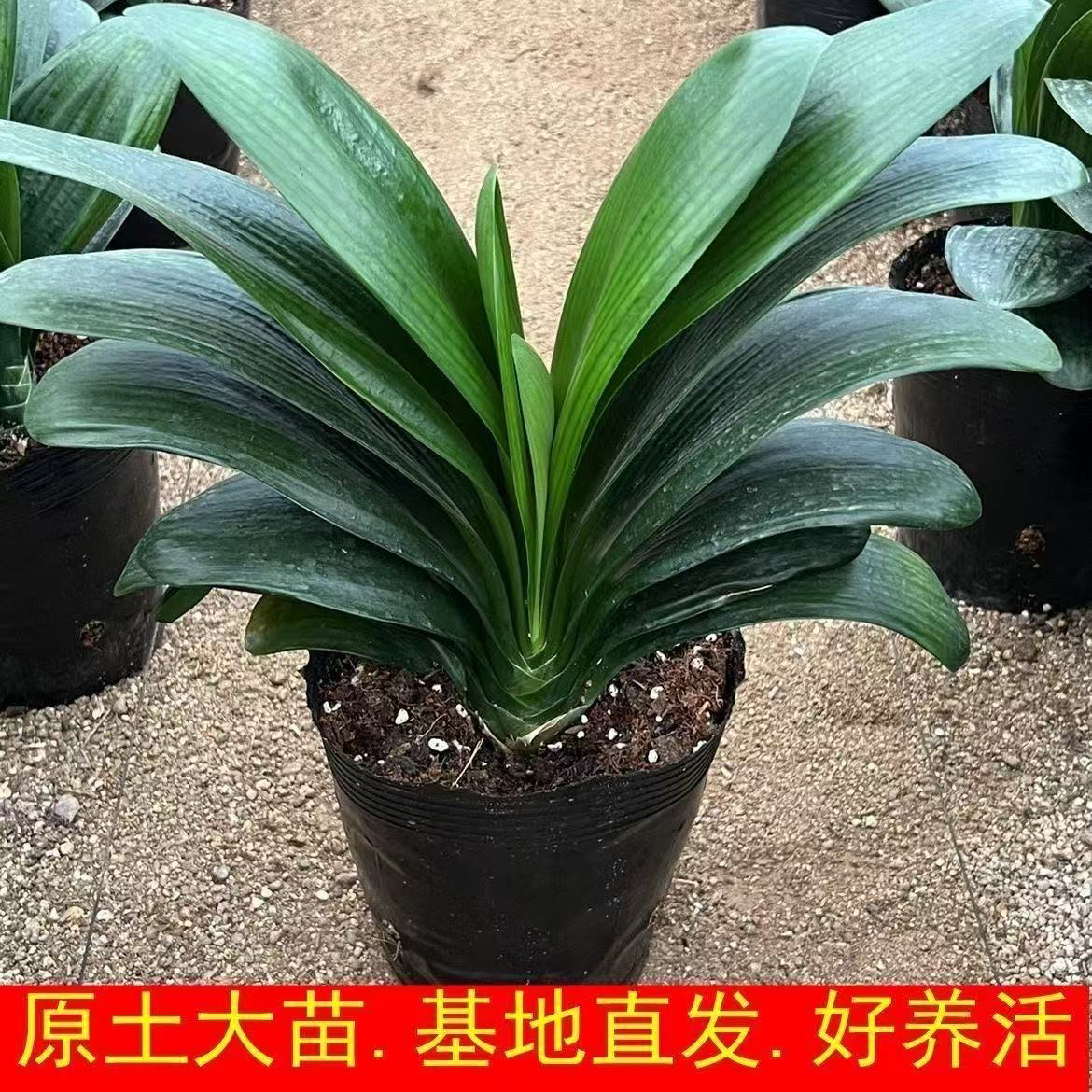 【精品】君子兰基地直发多年生高端盆栽室内外懒人绿植培育可开花