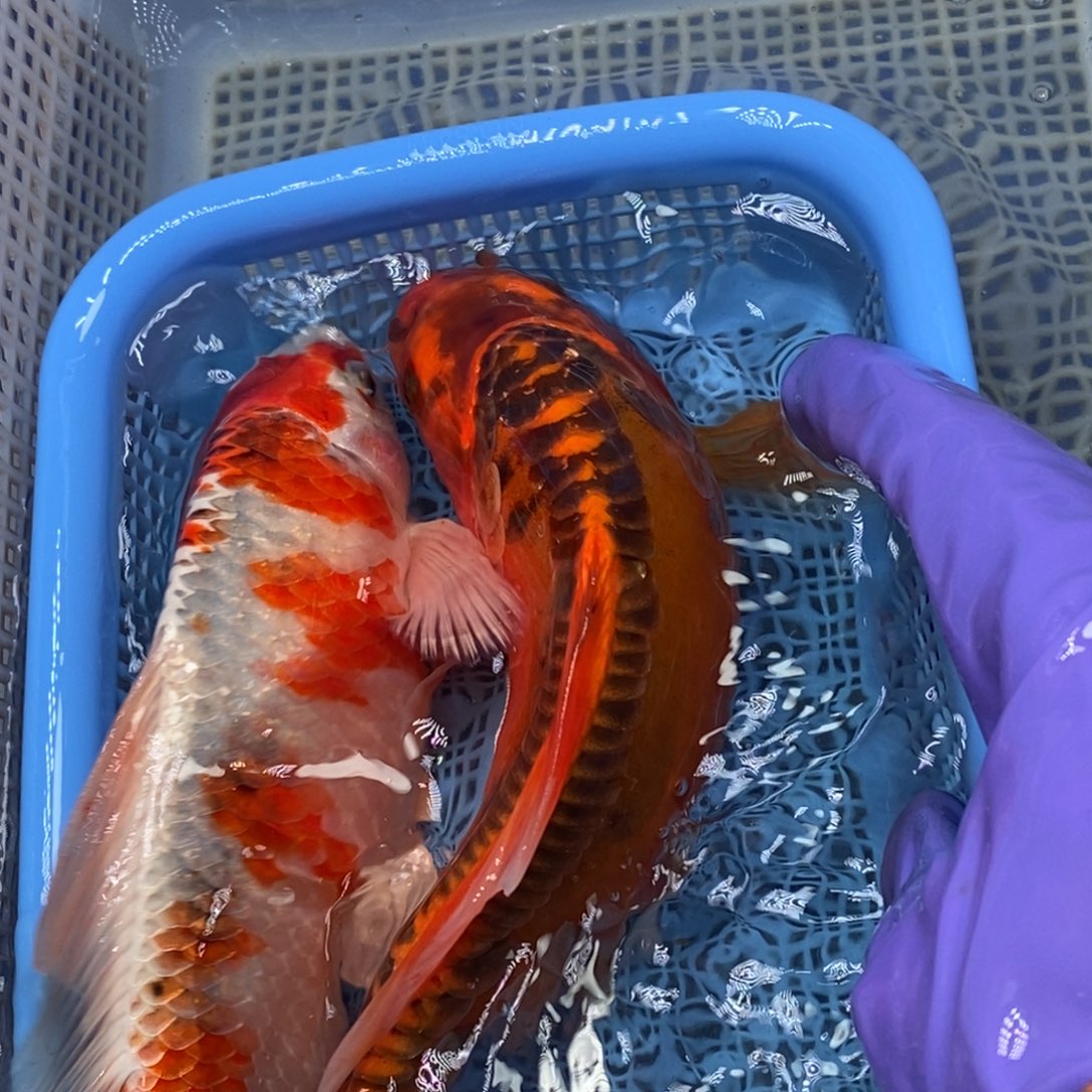 锦鲤冷水锦鲤包邮