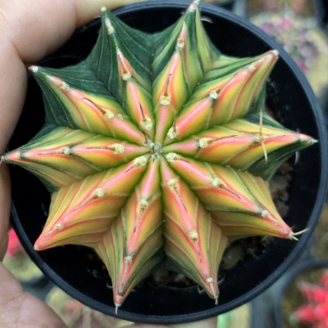 仙人球米哈肋骨锦