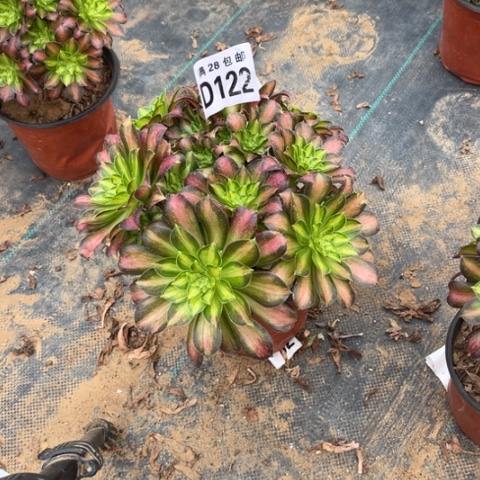 122韶华丛林老桩