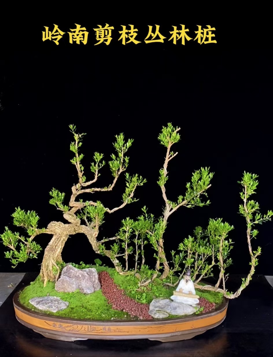 【一本丛林桩】一体成型黄杨精品老桩造型盆景客厅庭院别墅绿植盆栽