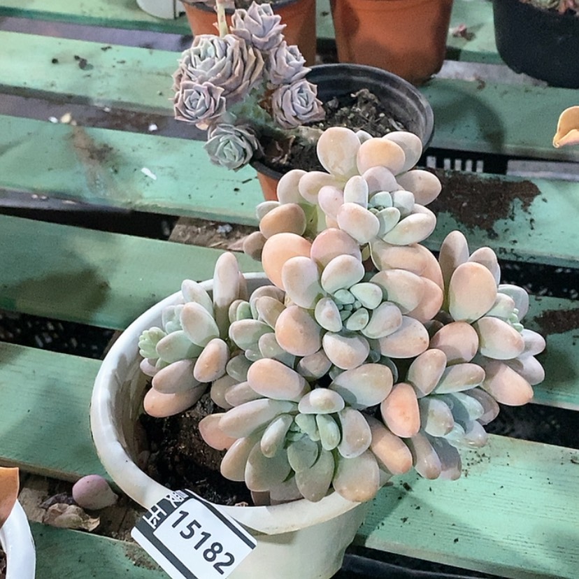 【闪购商品】香水洛神15182