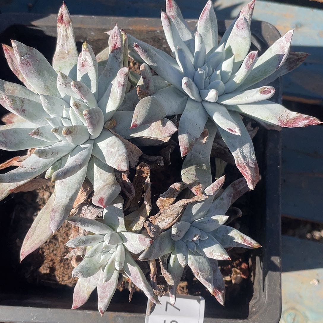 阿金尼大老桩多头瑕疵特价不售后11657