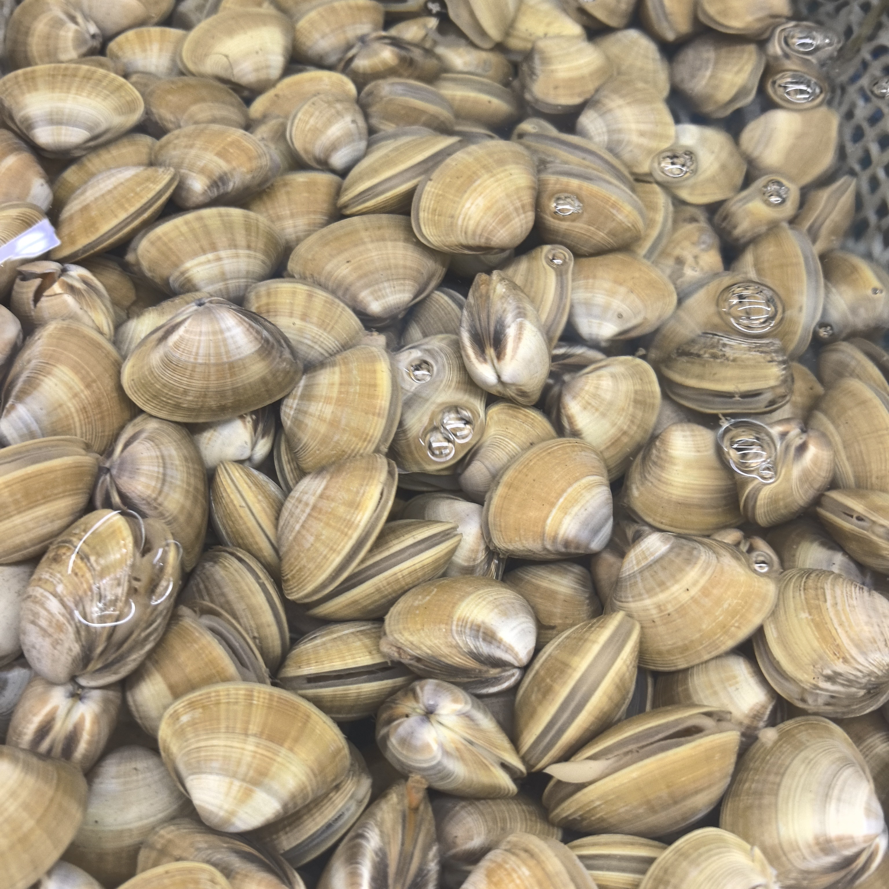 鲜活黄蚬子80一公斤