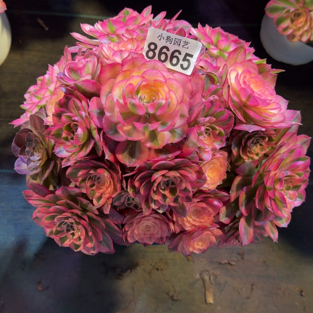 甲*橙荔枝多肉植物8665