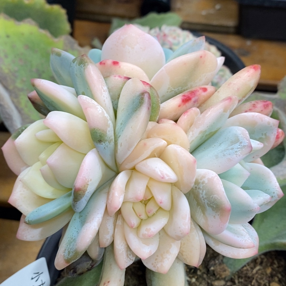 1090冰玉锦群 小方花圃一物一拍