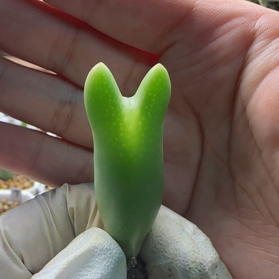 2-16-106超美大肚子皮卡丘多肉