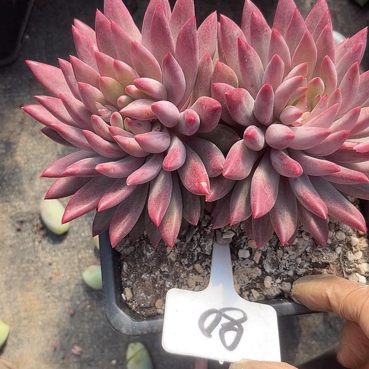 两单包邮，一物一拍80金鱼姬