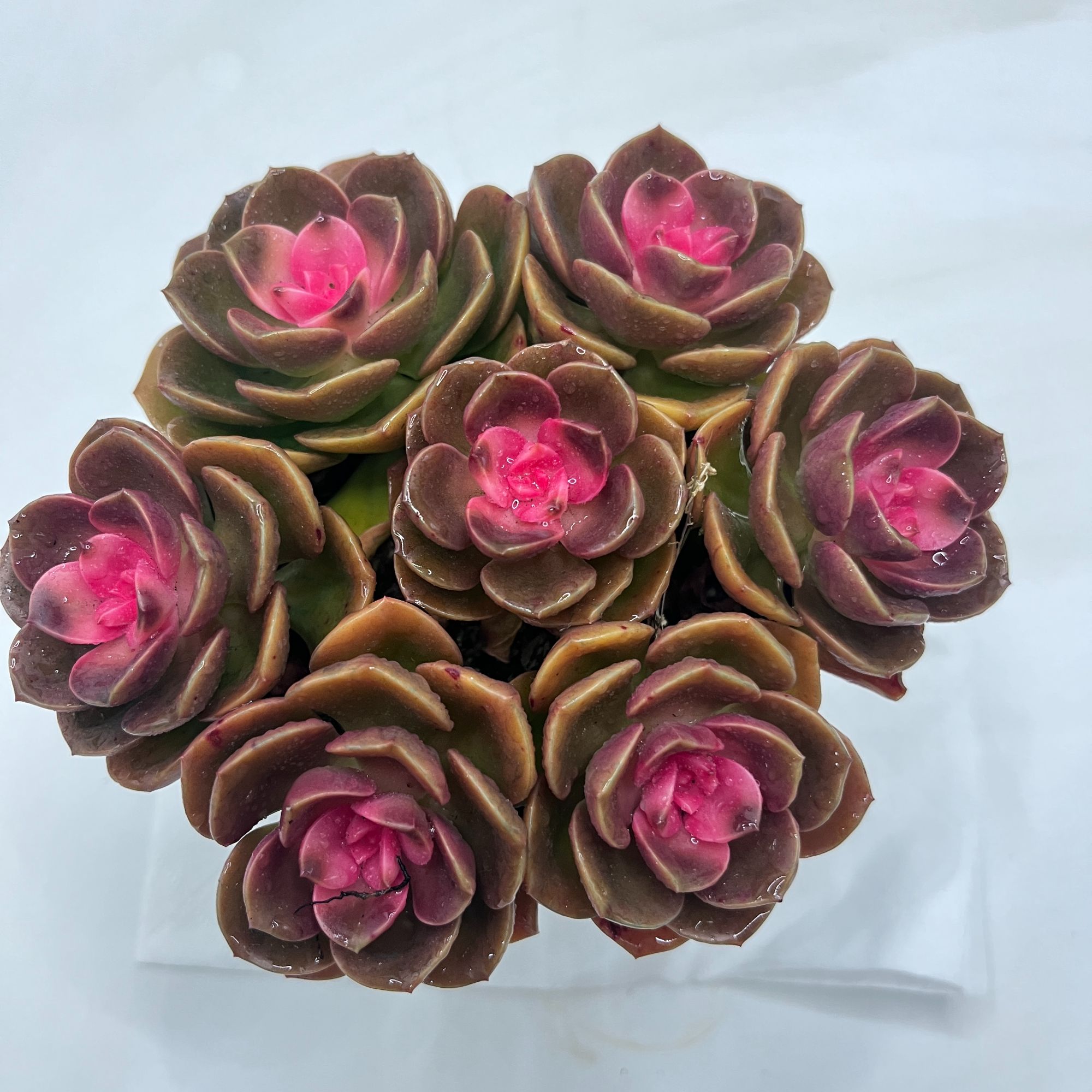 红酒玫瑰 多肉植物 颜色鲜活 新手好养 云南基地直发 满18包邮