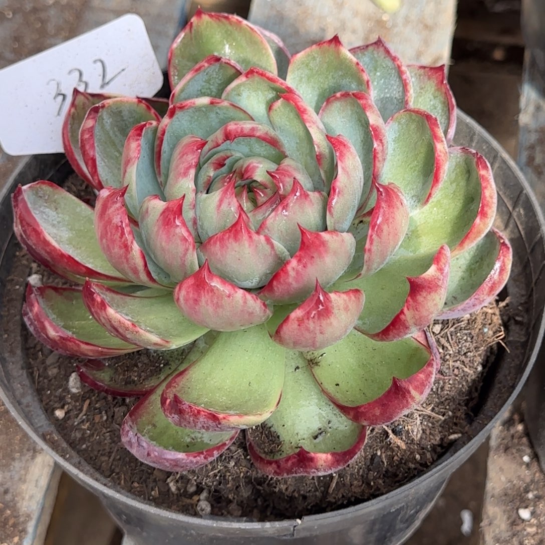 花脸拉丝惊鸿一物一拍包装收缩花旱332