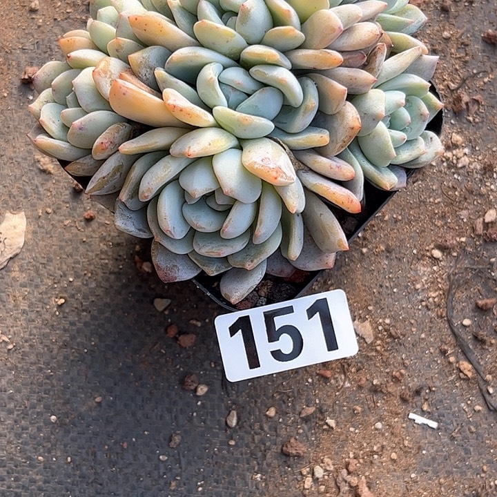 阳*姐多肉植物一物一拍