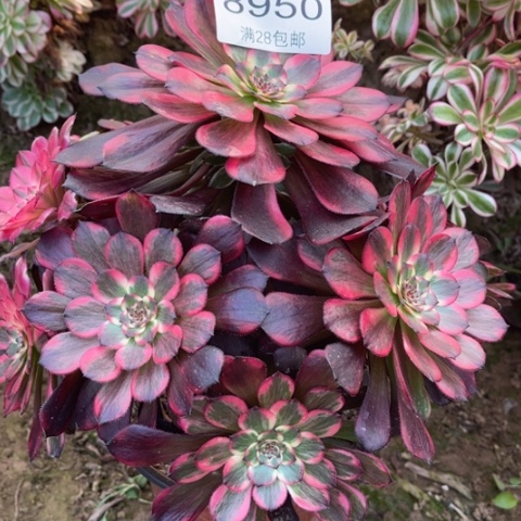 烟花多肉多肉8950