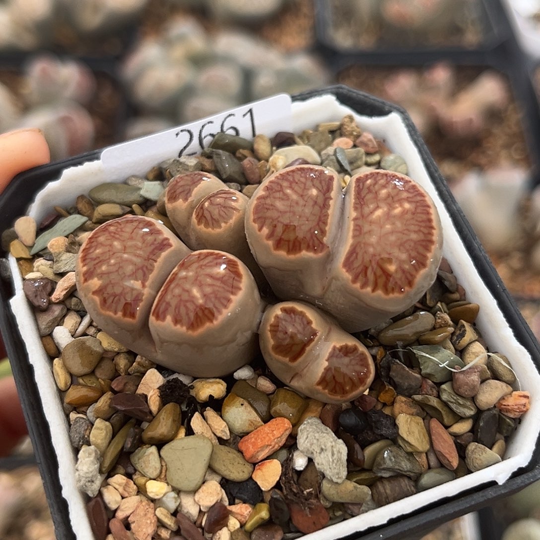 一物一拍菊母本2661